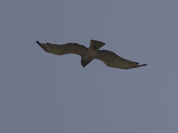 <h3><a href="/trips/gambia/biota/animalia/chordata/aves/017 accipitriformes/004 accipitridae/circaetus beaudouini/circaetus beaudouini-nl.html">Circaetus&nbsp;beaudouini</a> / Beaudouin's&nbsp;snake&nbsp;eagle / Beaudouins&nbsp;slangenarend</h3>OM-1 Mark II met OLYMPUS M.150-400mm F4.5 TC, 1/2000 sec  bij F5.6, ISO 250, afstand 153&nbsp;m